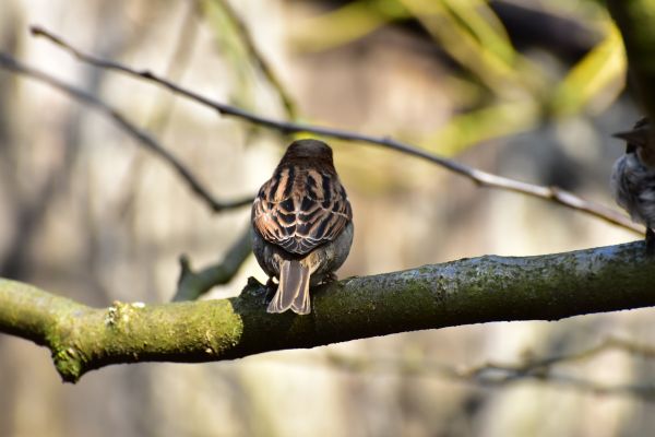 Natur, Ast, Vogel, Blume, Tier, Tierwelt