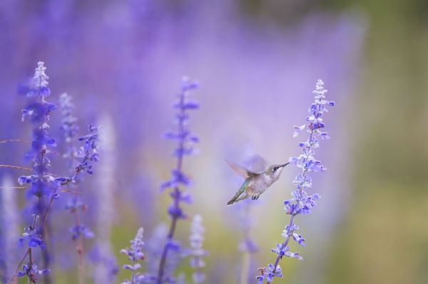 naturaleza,césped,pájaro,planta,flor,prado