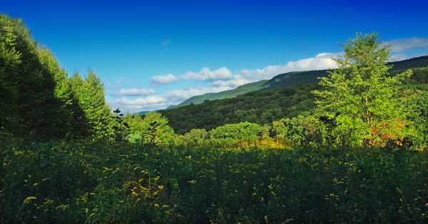 paesaggio, albero, natura, foresta, erba, natura selvaggia