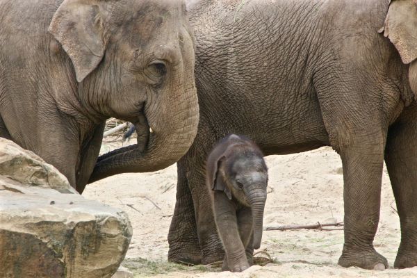 animais selvagens,jardim zoológico,mamífero,fauna,elefante,vertebrado