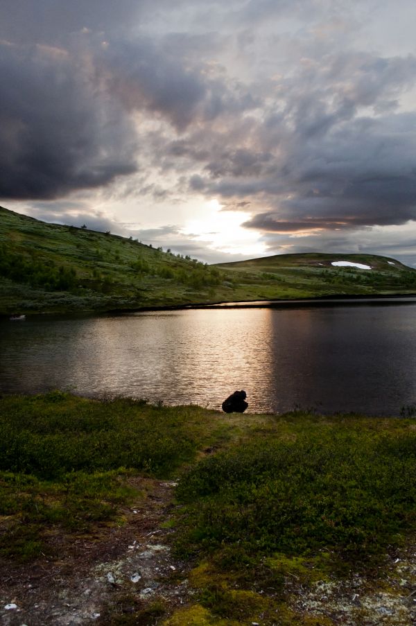 пейзаж, море, крайбрежие, дърво, вода, природа