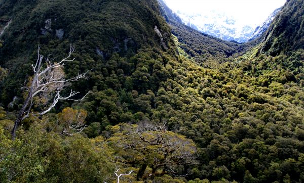 landscape, tree, nature, forest, rock, wilderness