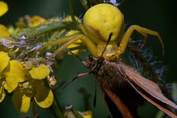 natur, fotografering, blomst, flyve, Foto, han-