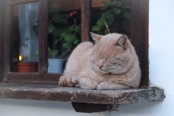 창문,동물,착한 애,고양이,포유 동물,설치류