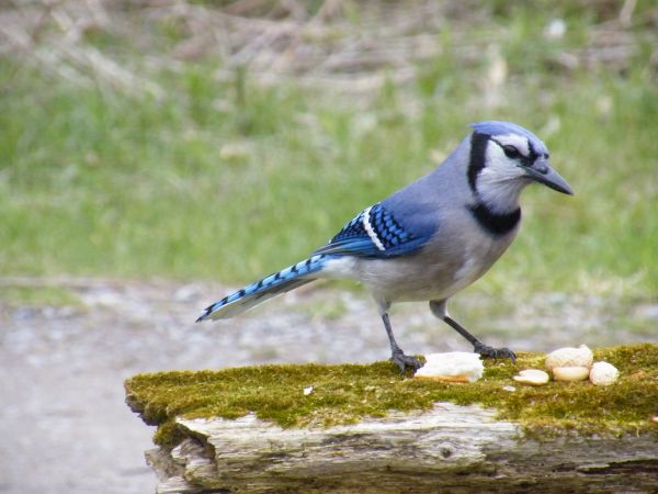 Natur, Vogel, Flügel, Tier, Holz, fliegend