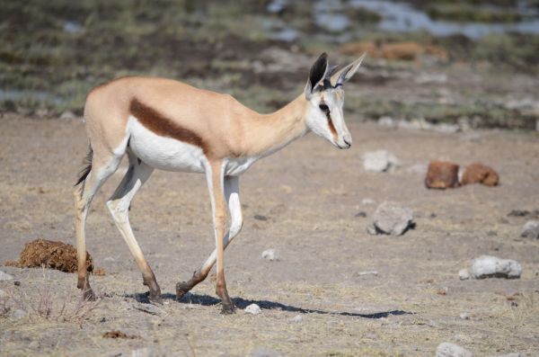 Natur,Wildnis,Tier,Lauf,Reise,trocken