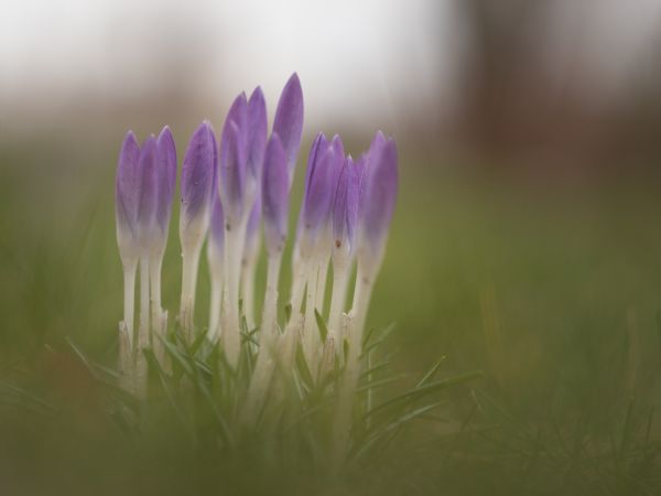 natur,gräs,blomma,bokeh,växt,fotografi