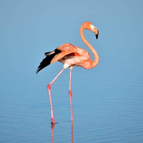 fugl,vinge,nebb,stork,virveldyr,flamingo