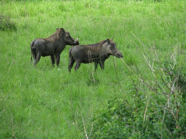 animais selvagens,selvagem,Pastoreio,mamífero,Prado,pasto