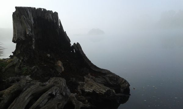 mare, coastă, copac, apă, natură, stâncă