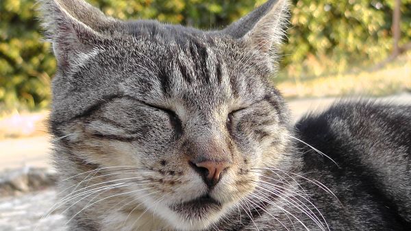 cheveux, animal, mignonne, animal de compagnie, faune, chaton