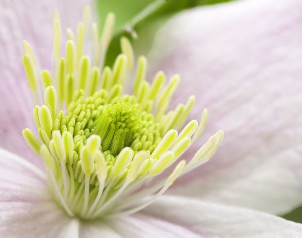 natură,inflori,plantă,floare,petală,fotografie