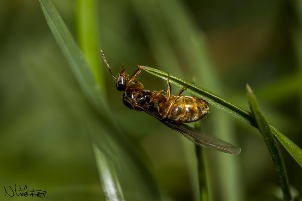 natura, fotografia, fiore, volare, erba, volante