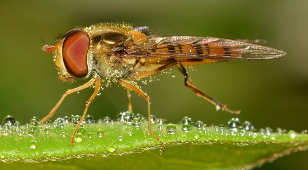 príroda,fotografovanie,kvetina,lietať,hmyz,fauna