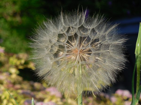 naturaleza,césped,planta,ligero,blanco,diente de león