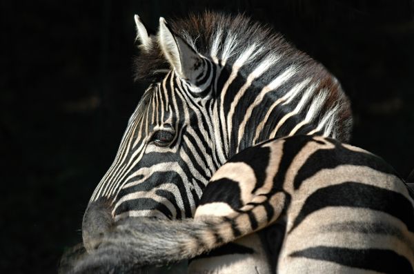 Černý a bílý,zvíře,zvěř a rostlinstvo,savec,fauna,hříva