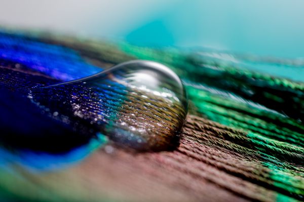 uccello,fotografia,foglia,acqua,leggero,onda