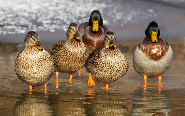 ptak,dzikiej przyrody,dziki,dziób,fauna,drób