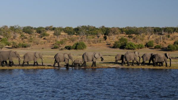 région sauvage,aventure,faune,troupeau,Afrique,rivière