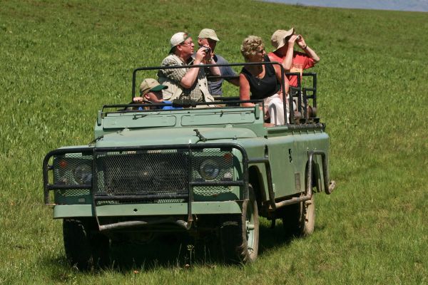 bil,äventyr,jeep,fordon,gammal,militär-