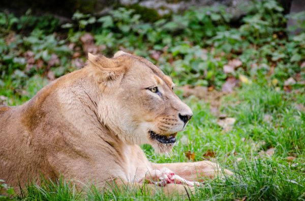 草,冒険,動物,女性,野生動物,レクリエーション