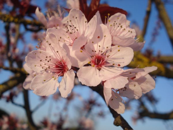 Baum, Ast, blühen, Pflanze, Frucht, Blatt