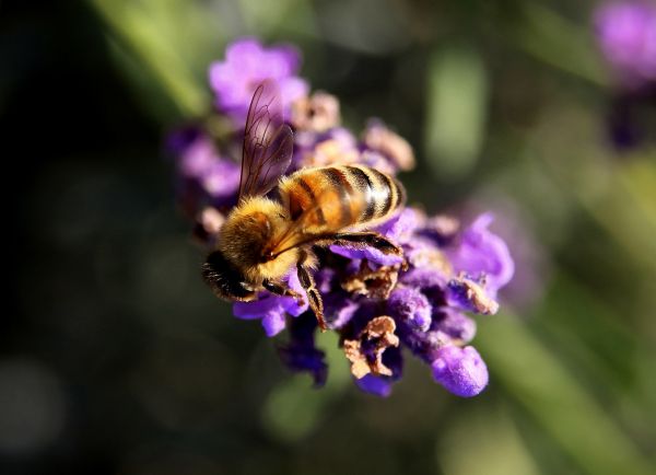 natur, blomma, växt, fotografi, vinge, ljuv