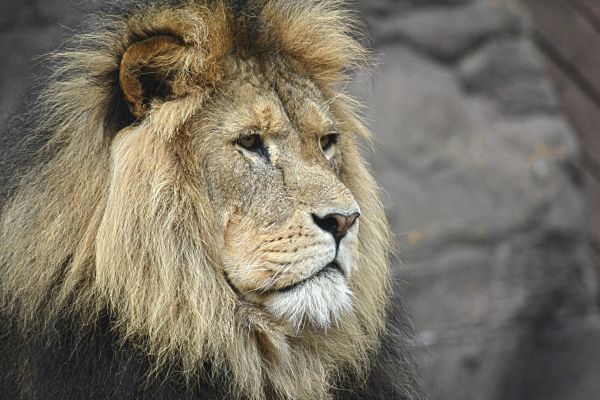 野生动物,野生,肖像,猫,动物园,金色