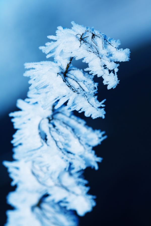 tree,nature,branch,snow,cold,winter