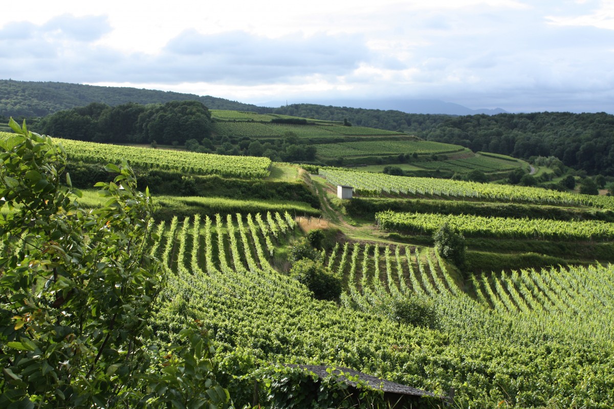 landskap, vinranke, vingård, vin, felt, gård, blomst, grønn, avling, jord, jordbruk, grapevine, vinstokker, terrasse, busk, plantasjen, platå, Tyskland, vindyrking, Rebstock, landlig område, Rismark, Kaiserstuhl, vinmakeren, edelt vintre, kultur drue, Winzergenossenschaft