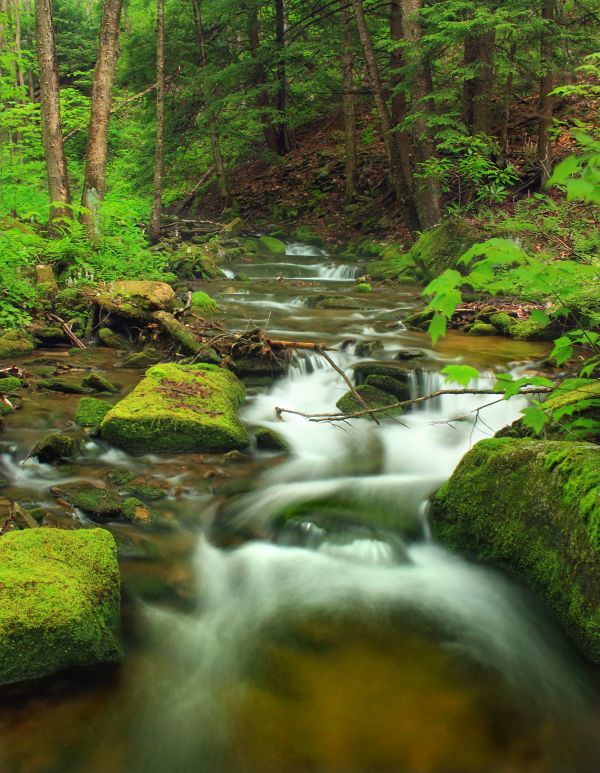 eau, la nature, forêt, cascade, paysage, arbre