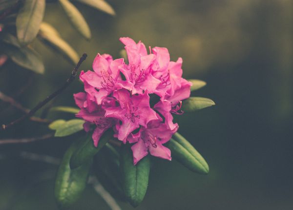 花,工場,自然,ブランチ,写真,葉