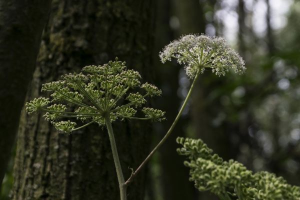 tre, natur, utendørs, gren, anlegg, skog