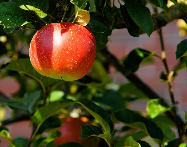 Baum,Ast,Pflanze,Frucht,süß,Apfel