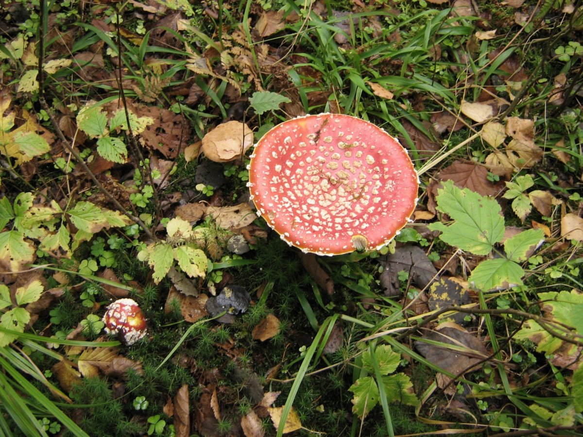 bosque, planta, césped, hoja, flor, salvaje, verde, rojo, otoño, suelo, botánica, seta venenosa, jardín, flora, Plantas, hojas, frondoso, hongo, Hongos, vegetación, hongos, arbusto, amanita, malas hierbas, bosque, Hierbas, Tierras, Planta de tierra