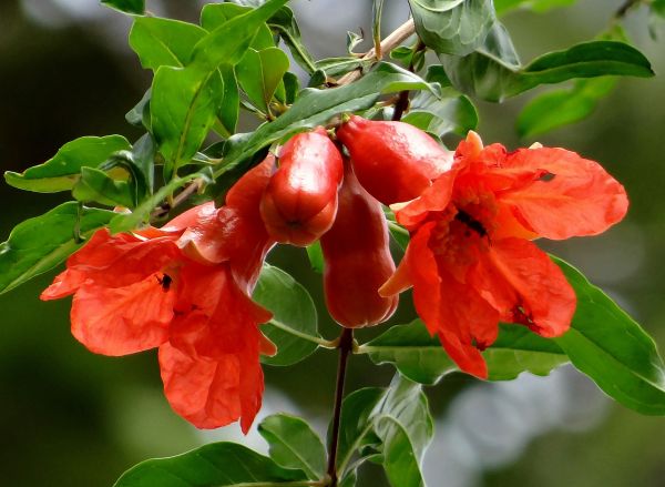 planta,Fruta,flor,comida,rojo,Produce