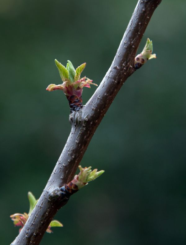 tre,natur,gren,blomstre,bokeh,anlegg