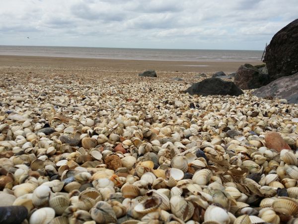 beach, sea, coast, sand, rock, shore