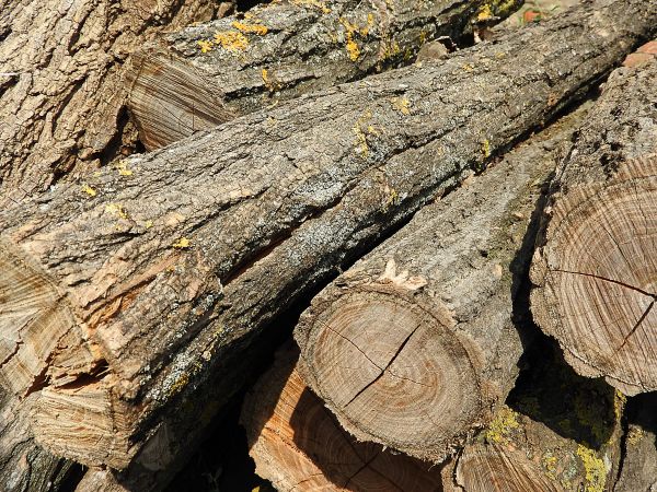 árbol, naturaleza, rock, rama, planta, madera