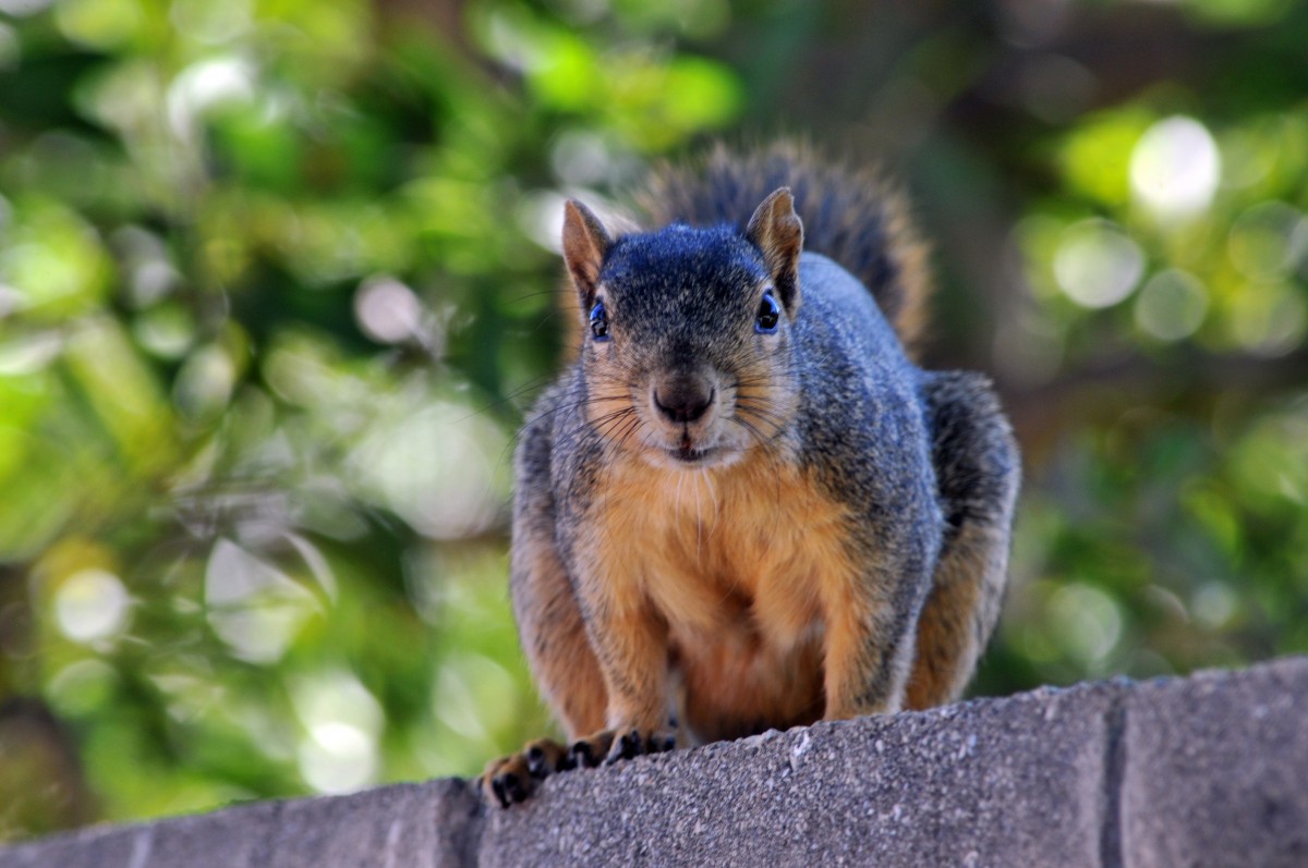 natur, dyr, nuttet, dyreliv, pels, parkere, Brun, pattedyr, egern, gnaver, fauna, whiskers, hale, lodne, hvirveldyr, jordegern, sjov, buskede, fox egern