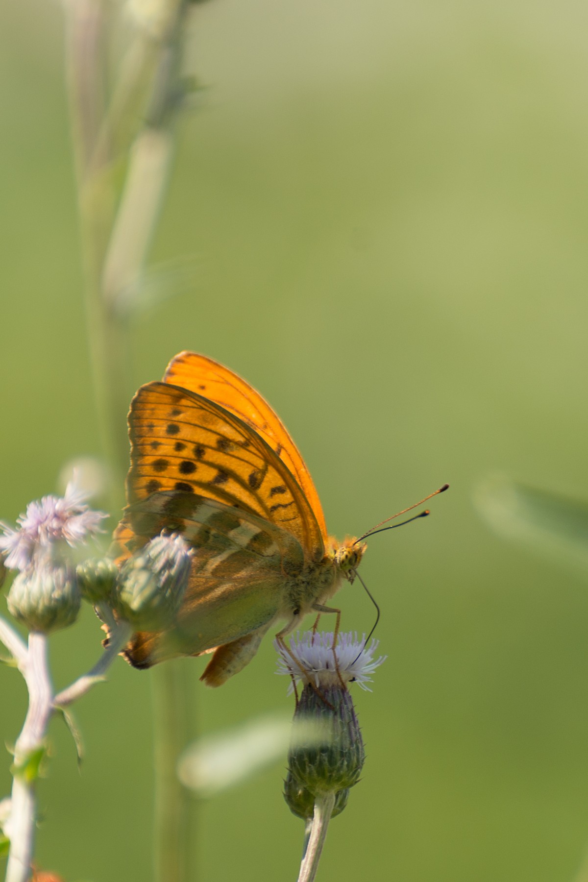 natur, fotografi, blomma, vilda djur och växter, insekt, nikon, fjäril, flora, fauna, ryggradslös, närbild, Monarkfjäril, NIKKOR, D800, nektar, 70300mm, nikond800, 70300mmf4556gvr, makrofotografering, artropod, pollinerare, växtstemen, malar och fjärilar, lycaenid, borsta footed fjäril