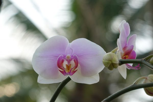 fabriek, bloem, bloemblad, de lente, roze, bloesem