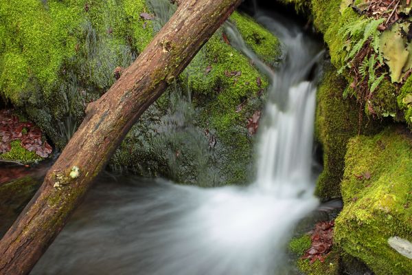 Baum,Wasser,Natur,Wald,Wasserfall,Bach