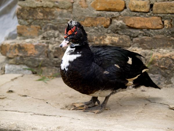 oiseau,pieds,faune,le bec,poulet,volaille