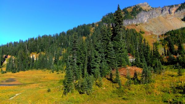 paesaggio, albero, natura, foresta, all'aperto, natura selvaggia