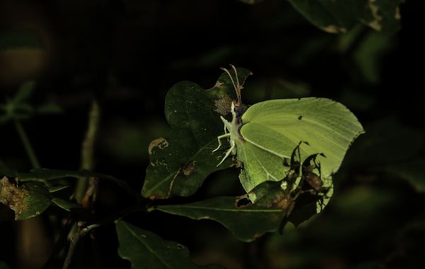 natureza, ramo, fotografia, folha, flor, foto