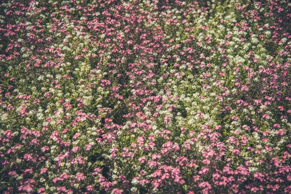 natur, blomma, växt, äng, vit, jord