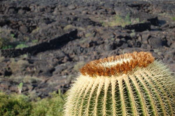 natur,kaktus,anlegg,blomst,tørke,dyreliv