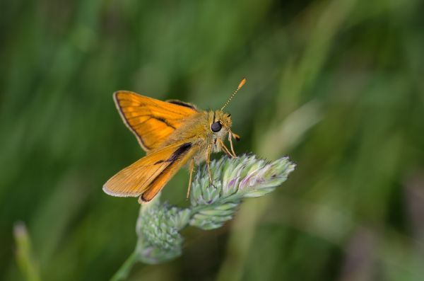 Natura, fotografia, łąka, preria, liść, trawa