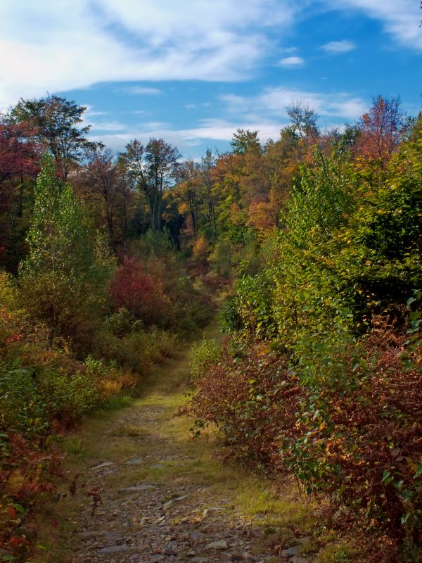 panorama,árvore,natureza,floresta,grama,caminho